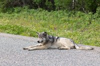 Grey wolf